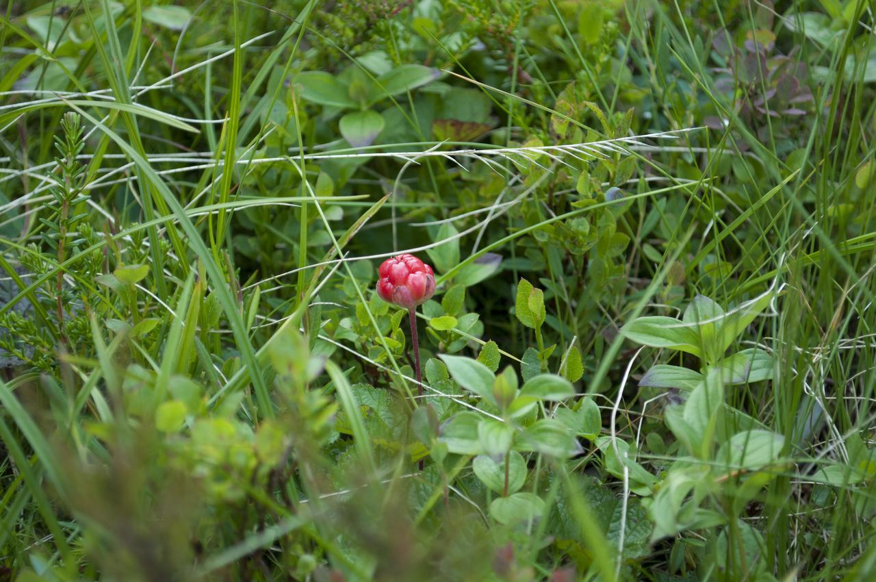 Fyresdal Bed And Breakfast Moland Eksteriør billede